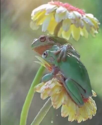 Two Frogs
